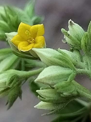 Image of Waltheria Acuminata (Waltheria acuminata) by no rights reserved