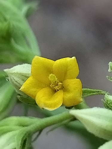Image of Waltheria Acuminata (Waltheria acuminata) by no rights reserved
