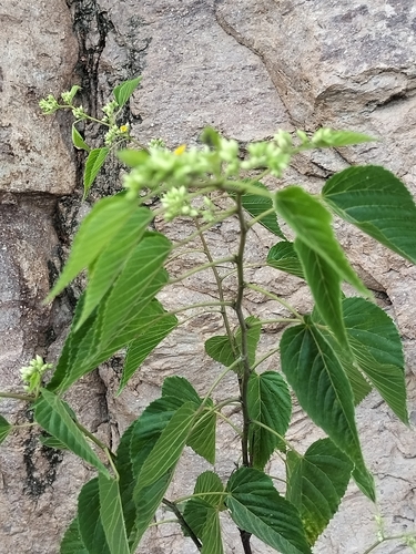 Image of Waltheria Acuminata (Waltheria acuminata) by no rights reserved