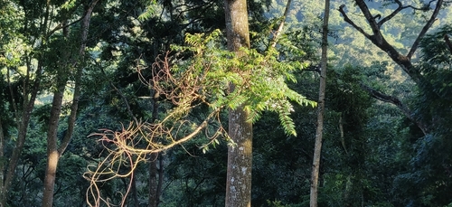 Maesopsis eminii, photograph 6