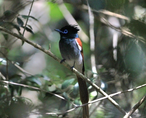 African Paradise-Flycatcher