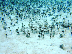Penicillus dumetosus