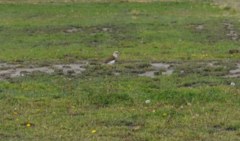 Vanellus resplendens