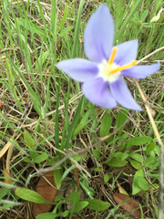 Nemastylis geminiflora