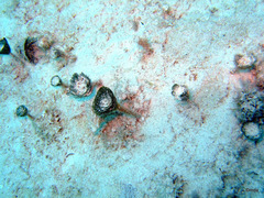 Penicillus dumetosus