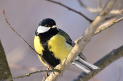 Parus major