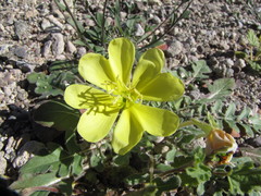 Oenothera primiveris primiveris