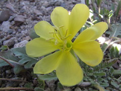 Oenothera primiveris primiveris