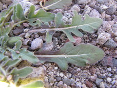 Oenothera primiveris primiveris