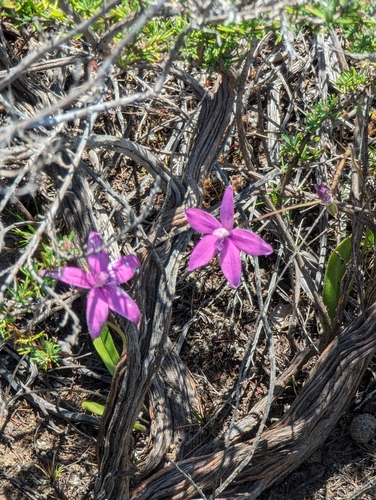 Image of Elythranthera emarginata by (c) David Thompson, some rights reserved (CC BY)