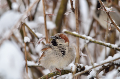 Passer domesticus