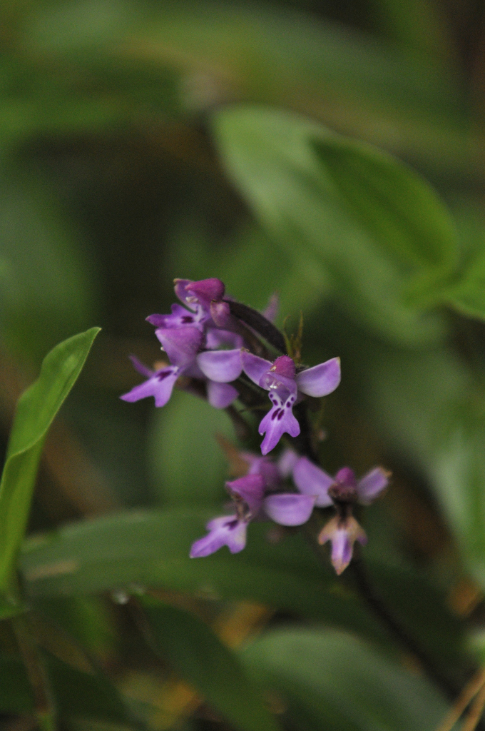 Cynorkis kassneriana