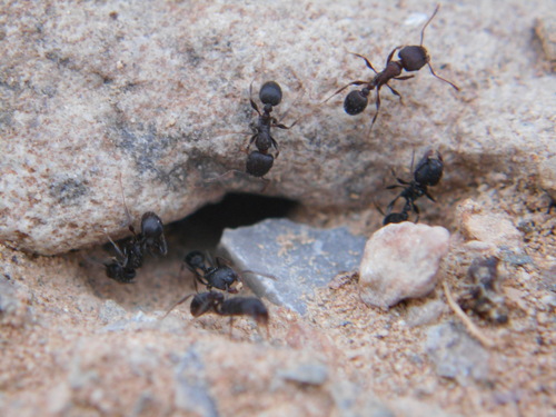 Tetramorium schneideriTetramorium schneideri