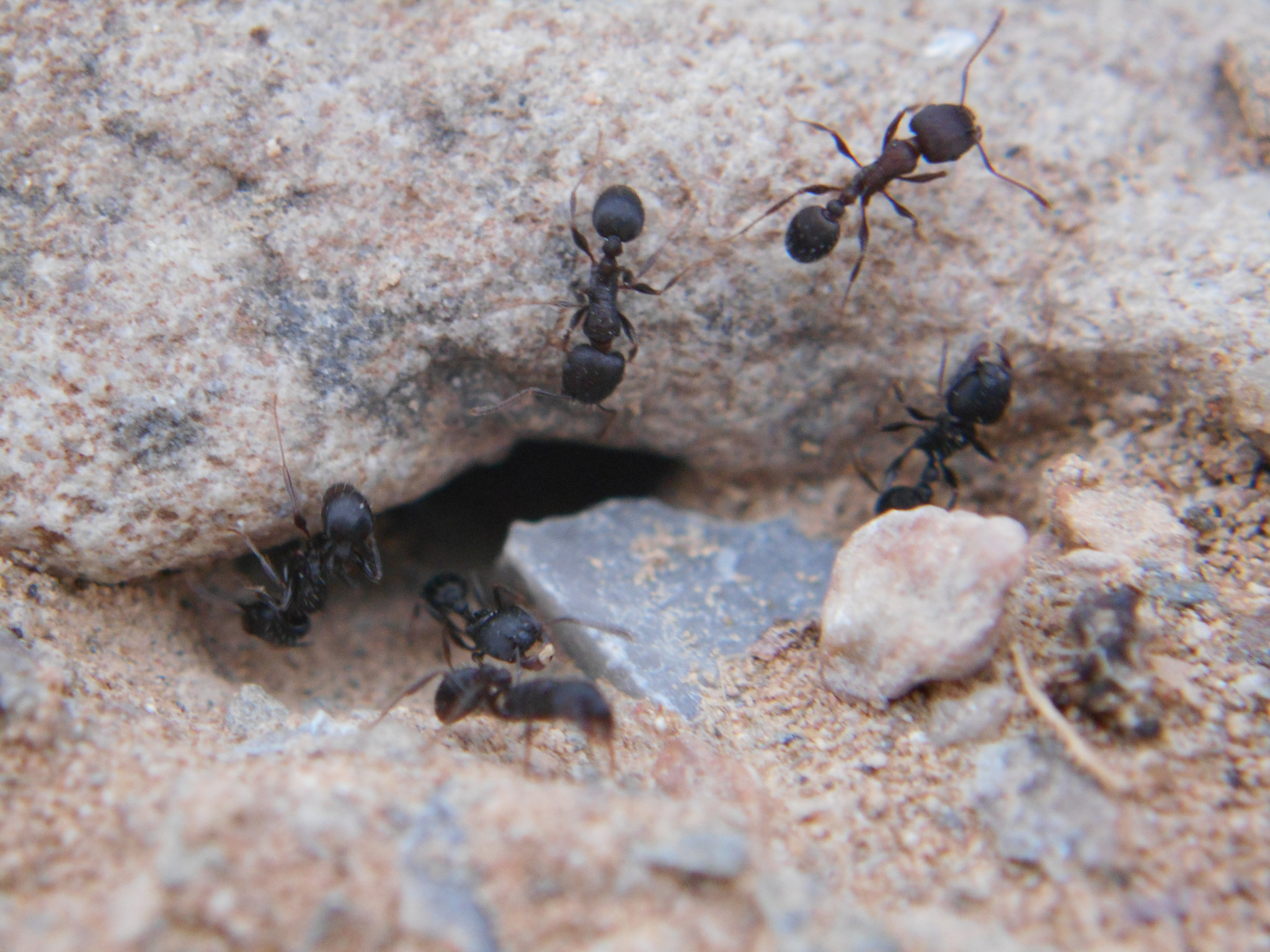 Tetramorium schneideri