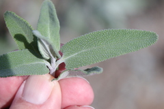 Salvia leucophylla