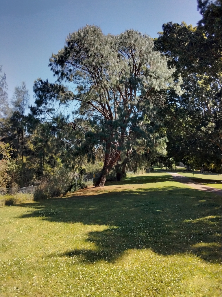 pines from Croydon Park NSW 2133, Australia on October 5, 2023 at 01:18 ...