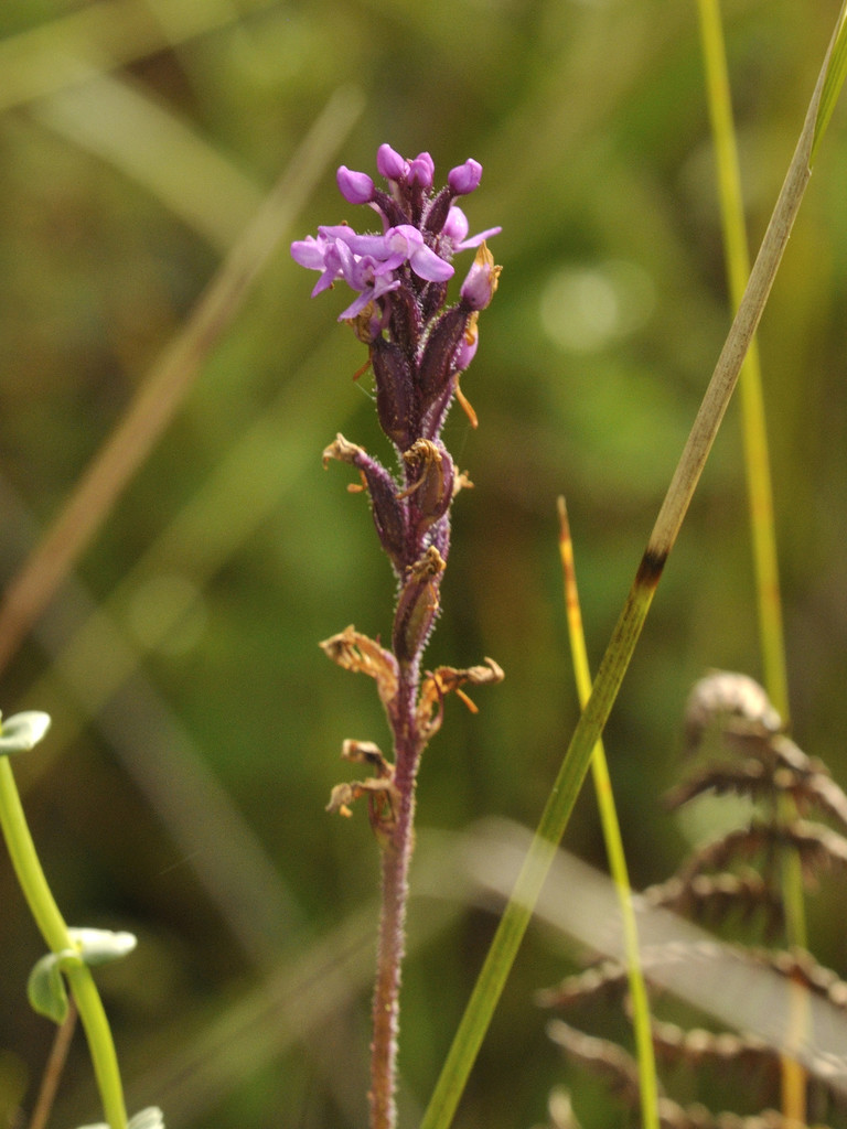 Cynorkis anacamptoides