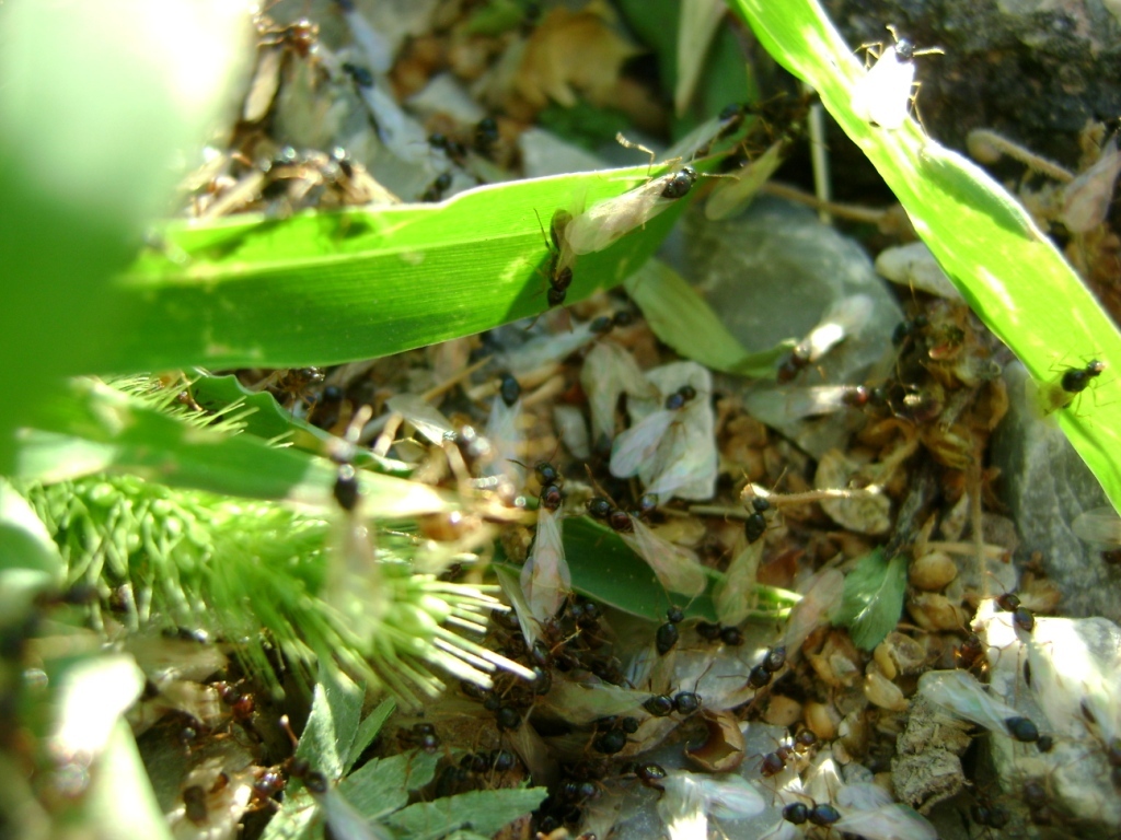 Tetramorium feroxoides