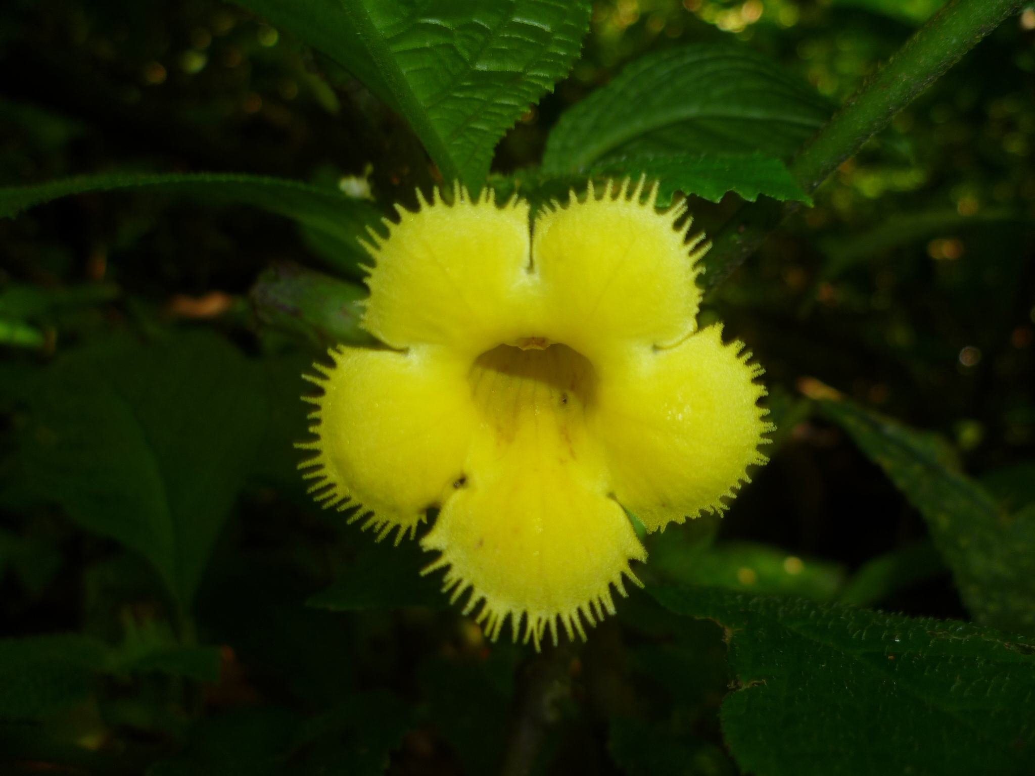 Solenophora obscura
