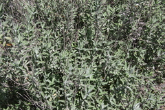 Salvia leucophylla
