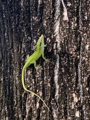 Anolis carolinensis