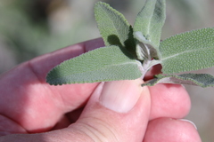 Salvia leucophylla