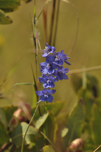 Delphinium dasycaulon image