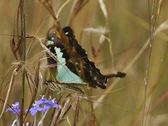 Papilio phorcas nyikanus