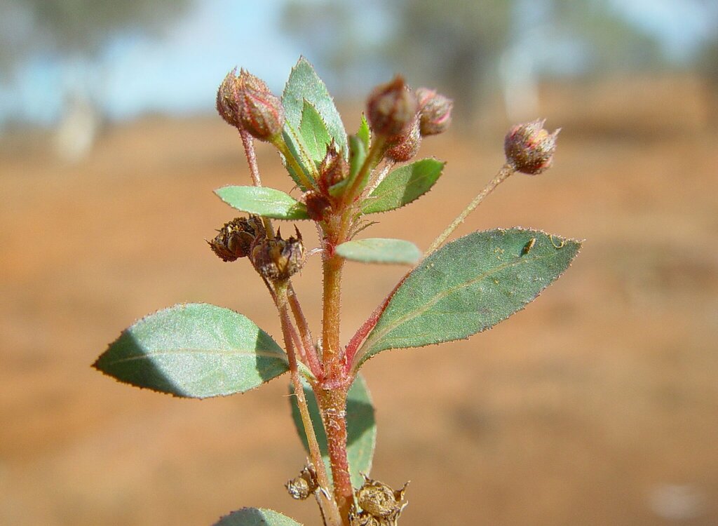 Bergia pedicellaris