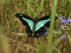Papilio phorcas nyikanus