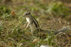 Funambulus pennantii