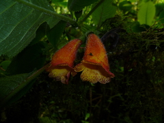 Solenophora calycosa