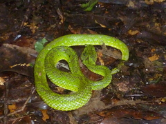 Bothriechis thalassinus