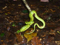 Bothriechis thalassinus