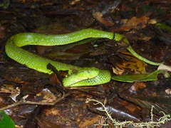 Bothriechis thalassinus