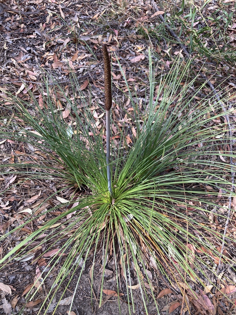 Xanthorrhoea media R.Br.