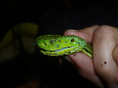 Bothriechis thalassinus