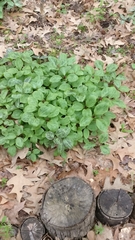 Melanthiaceae