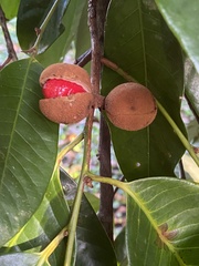 Wild Nutmeg (Myristica globosa)