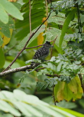 Thamnophilus doliatus image