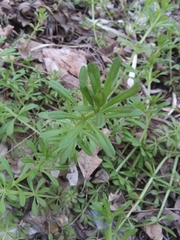 Galium aparine
