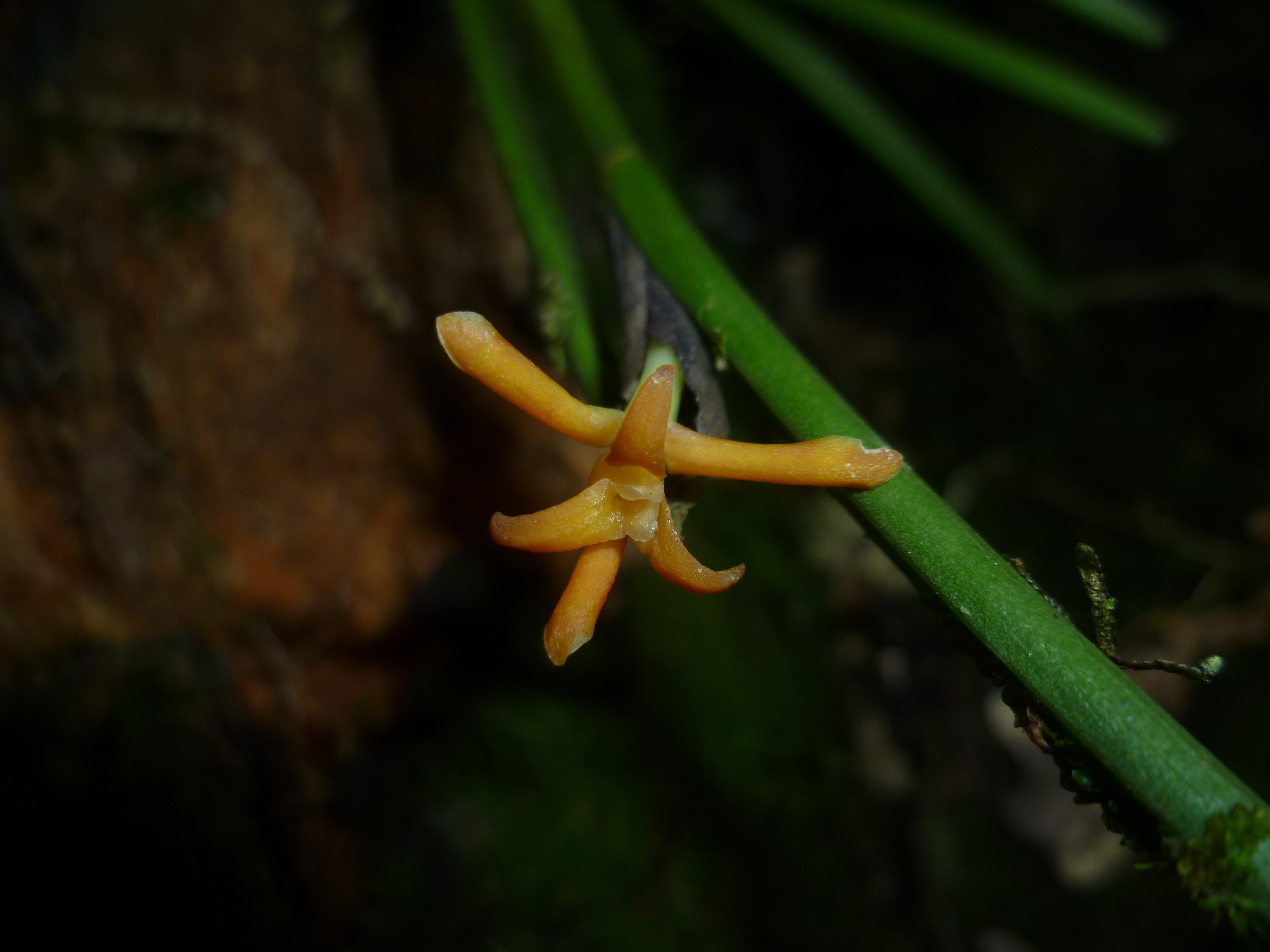 Jacquiniella teretifolia