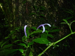 Poikilacanthus macranthus