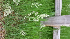 Poa arachnifera
