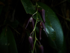 Stelis megachlamys