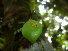 Lepanthes appendiculata