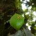 Lepanthes appendiculata - Photo (c) Hermes Vega, some rights reserved (CC BY-NC), uploaded by Hermes Vega