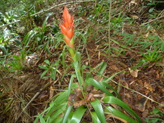 Tillandsia ponderosa