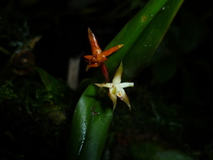Prosthechea pseudopygmaea