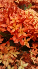 Ixora coccinea